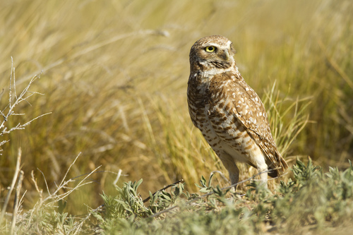 Groups Petition California Fish and Game Commission to List Western Burrowing Owl