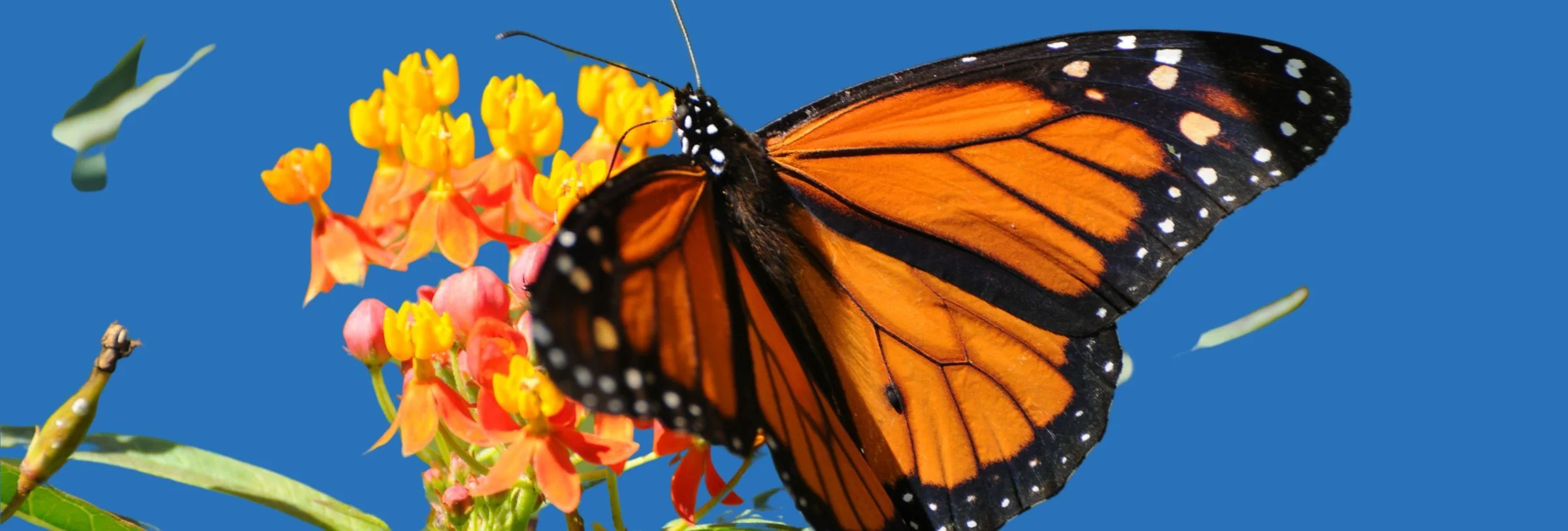 { Banner Image }