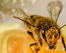 California Considers Adding Bumble Bees To Endangered Species List
