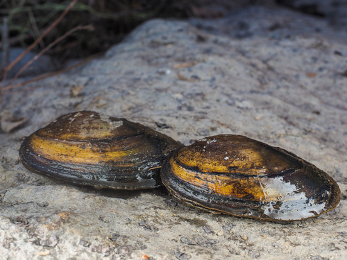 U.S. Fish and Wildlife Service to Make Final Listing Decision for Texas Mussel Species